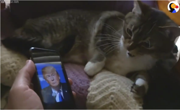VIDEO - Ce chat a une dent contre le candidat Donald Trump, et le fait savoir