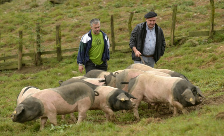 Banca (France) (AFP). Menacé de disparition, le porc noir basque kintoa en pleine renaissance 