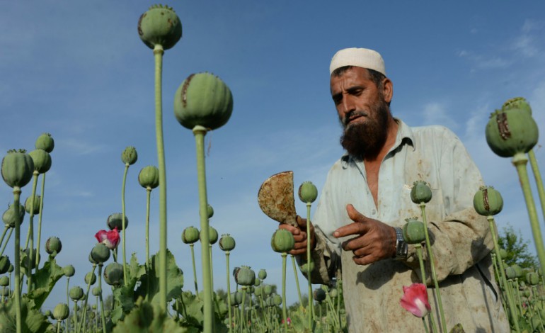 Kaboul (AFP). Afghanistan: la production d'opium en hausse dans le pays