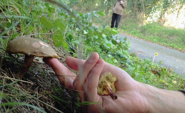 Caen. Cueillette de champignons: quelques règles à respecter près de Caen
