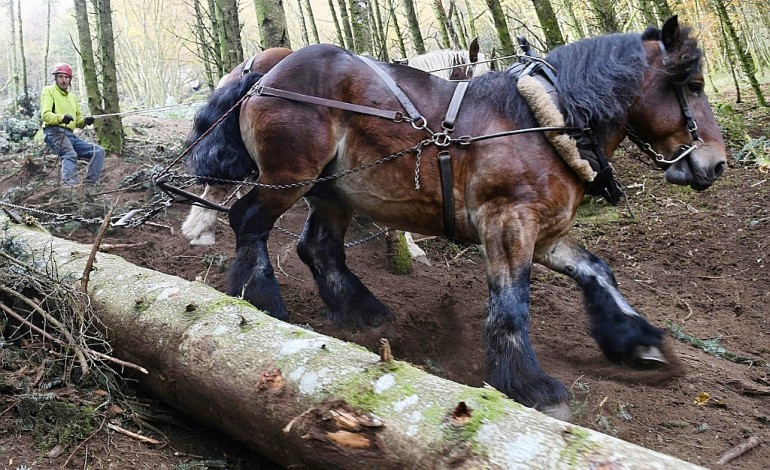 Dans le Morvan, le cheval à la rescousse d'une forêt protégée