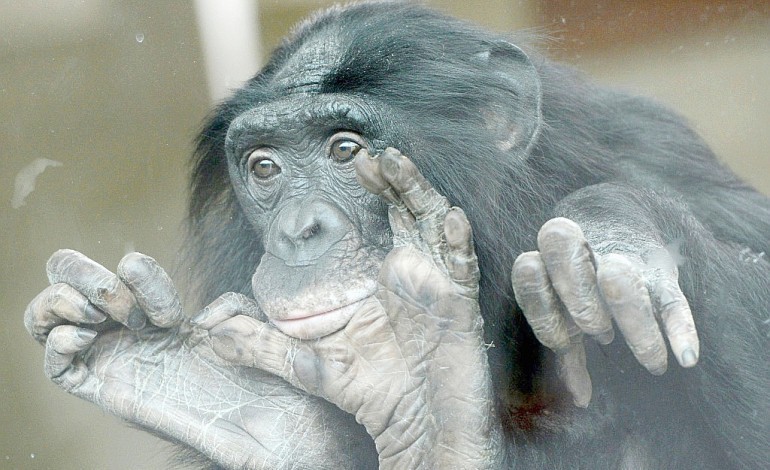 Les bonobos, comme les humains, deviennent presbytes avec l'âge