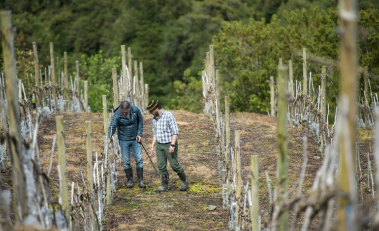 Réchauffement: même la Patagonie chilienne produit du vin