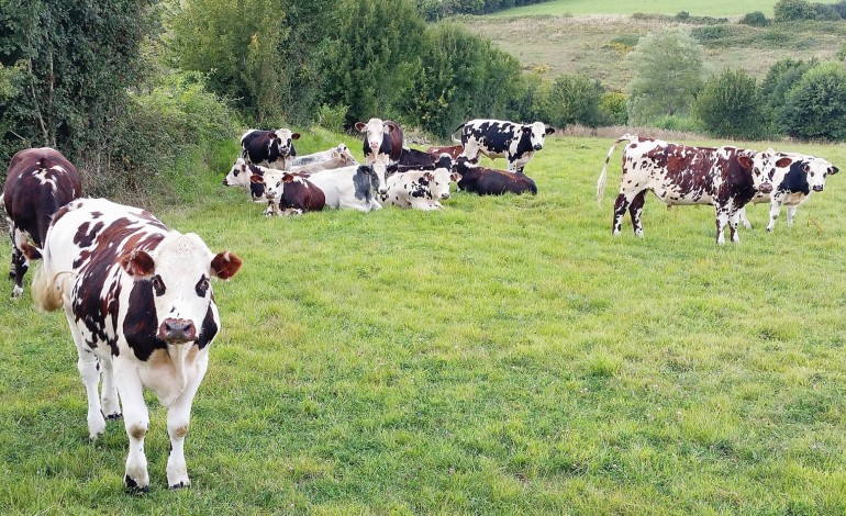 Alençon. Insolite : des vaches de l'Orne bientôt en Iran?