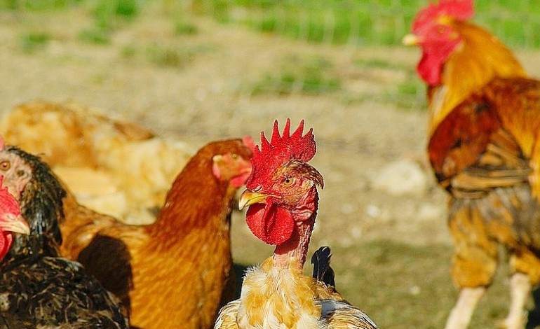Saint-Lô. Grippe aviaire dans la Manche : 210 communes sont placées en "Risque élevé" 
