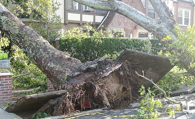 Le-Havre. Vents violents près du Havre : un arbre chute sur un immeuble