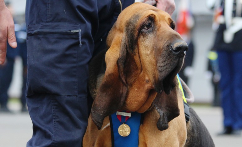 Caen. En Normandie, un chien médaillé pour avoir sauvé des vies
