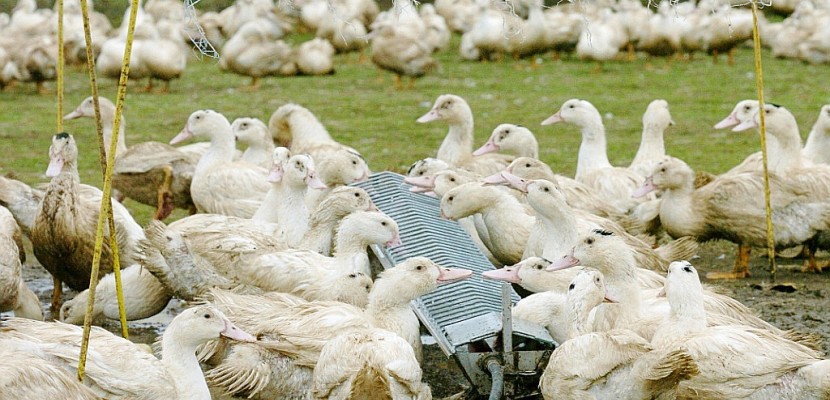 La grippe aviaire détectée dans un élevage du Tarn