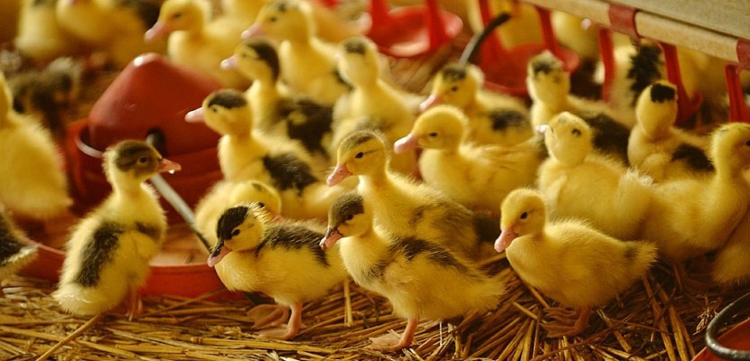 Grippe aviaire: l'ensemble du territoire placé en risque "élevé"