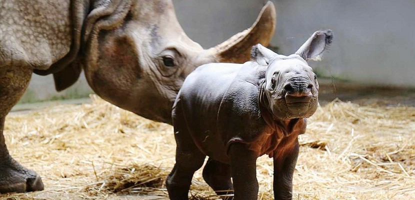 Lisieux. Normandie : le rhinocéros sans nom en a enfin un !