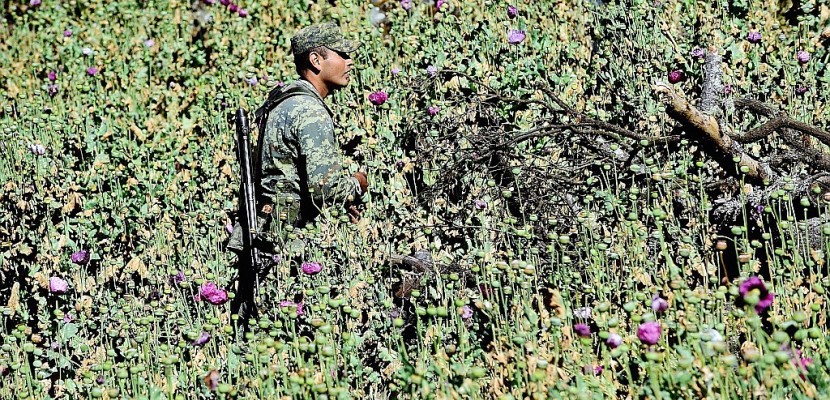 Au Mexique, l'armée en lutte pour éradiquer le pavot à opium