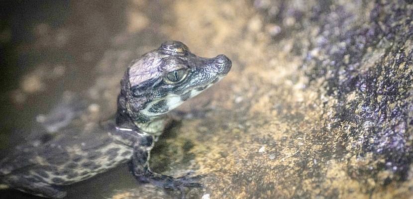 Oscar, le bébé crocodile nain du zoo de Mulhouse, est déjà chasseur