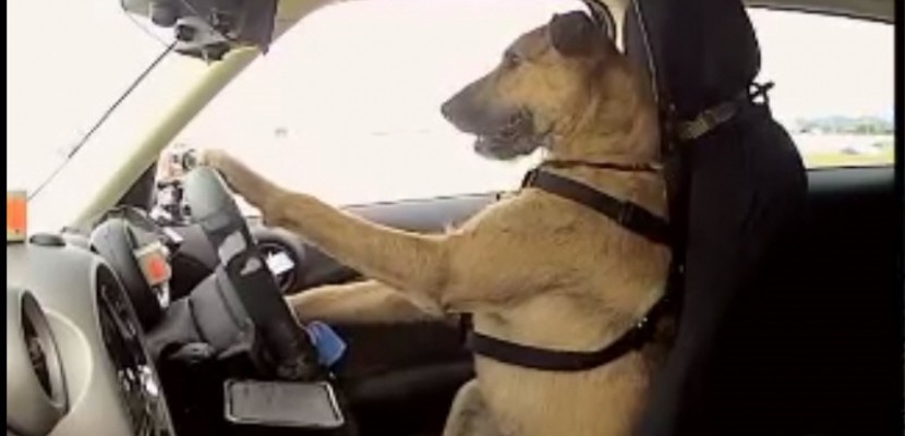 VIDEO - Des chiens passent le permis de conduire, et l'obtiennent en 8 semaines