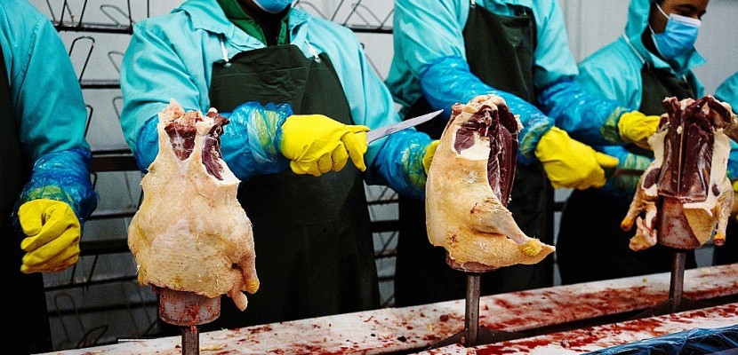 Les foies gras bulgares et hongrois à l'assaut du monde