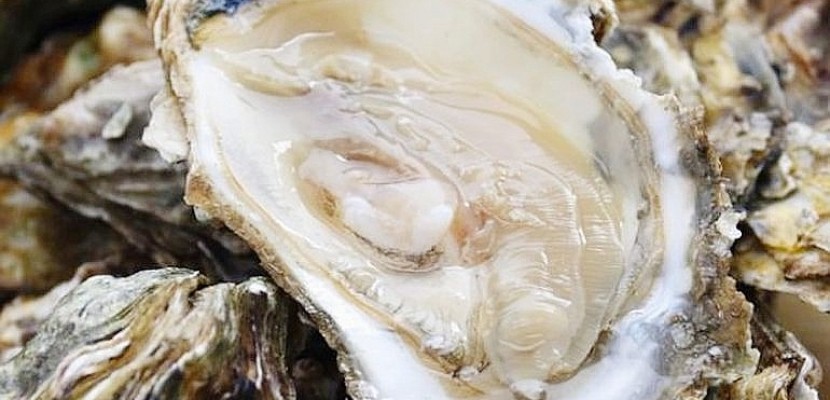 saint-lô. Fraude : 2 tonnes d'huîtres de Normandie étaient importées de Guernesey
