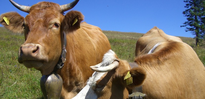 Autriche : il remplace les cloches des vaches de son voisin, par des GPS silencieux
