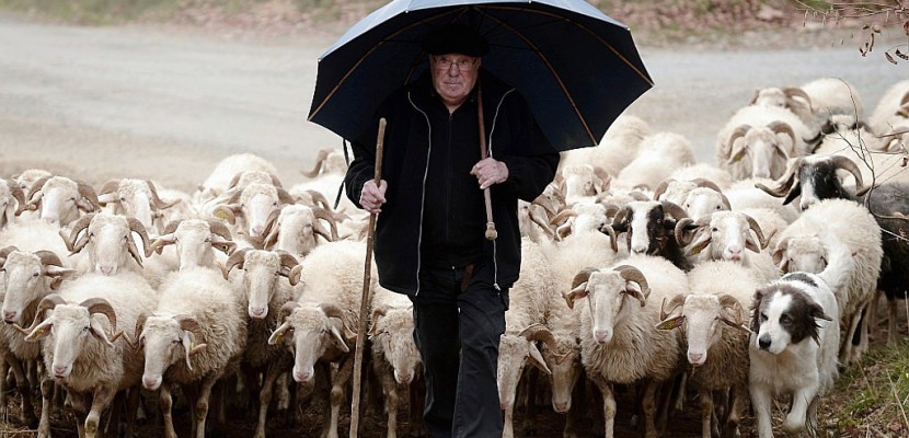 A Pau, renaissance du parapluie de berger à nouveau "tendance"
