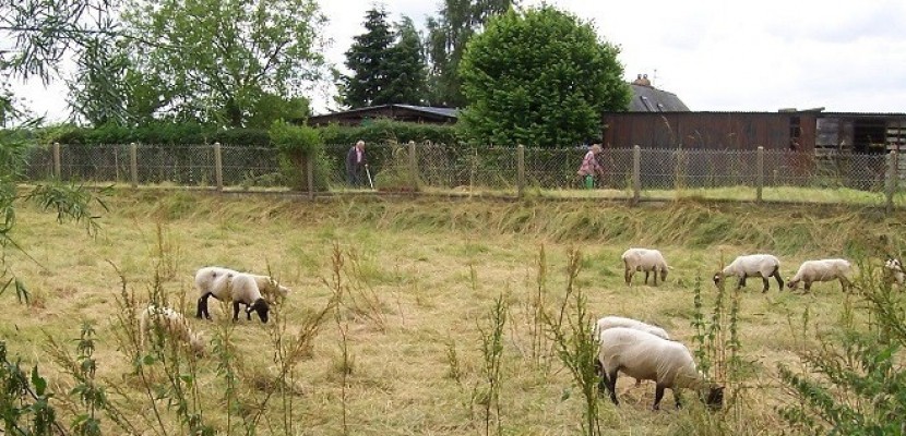 Rouen. À Rouen, de nouveaux terrains disponibles pour faire paître gratuitement moutons, chèvres ou ânes