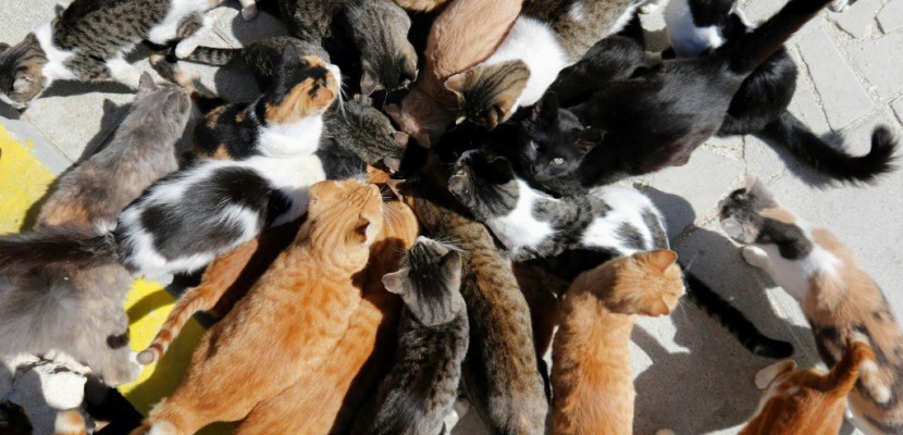 A Chypre, le défi de nourrir des chats en surpopulation