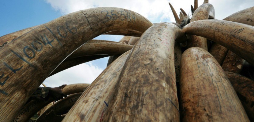 La Chine va interdire le commerce d'ivoire d'ici fin 2017