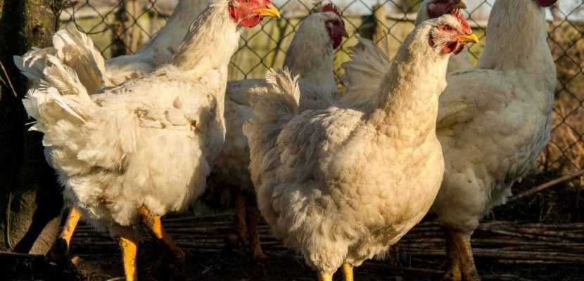 Grippe aviaire: nouvel accès de fièvre dans le Sud-Ouest