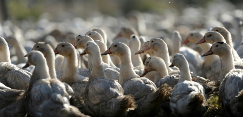 Grippe aviaire: abattage massif de canards dans le sud-ouest