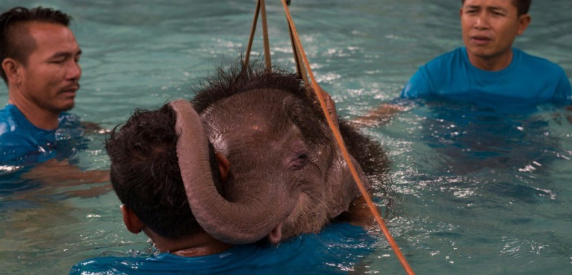Une piscine pour réapprendre à marcher à un éléphanteau thaï amputé