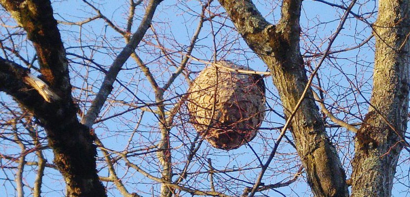 Caen. De faux spécialistes de nids de frelons usurpent les Caennais