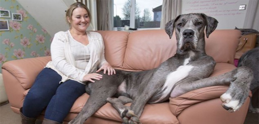 Le chien le plus grand du monde est un dogue allemand
