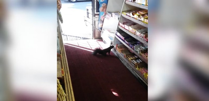 Une bande organisée d'écureuils dévalisent un magasin