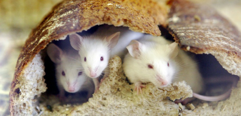 Des souris transformées en féroces prédateurs