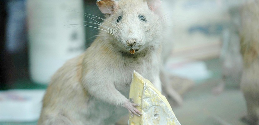 L'additif alimentaire E171, responsable de lésions pré-cancéreuses chez le rat