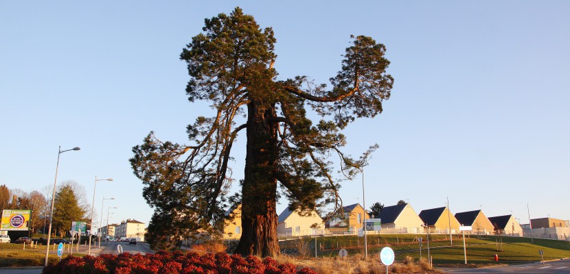 Flers. Tempête en Normandie: décapité, le séquoia centenaire devrait survivre