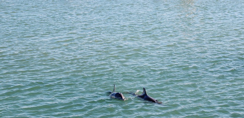 Saint-Vaast-la-Hougue. Manche : un dauphin mort dans le port de Saint-Vaast