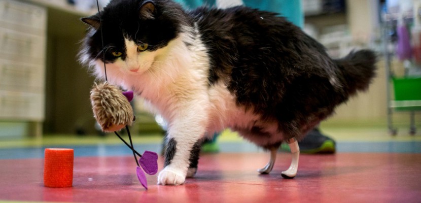 En Bulgarie, un chat "bionique" doté de pattes artificielles