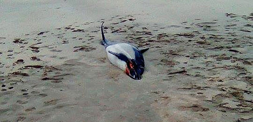 Sainte-Marie-du-Mont. Manche : un cadavre de dauphin en putréfaction sur la plage d'Utah Beach