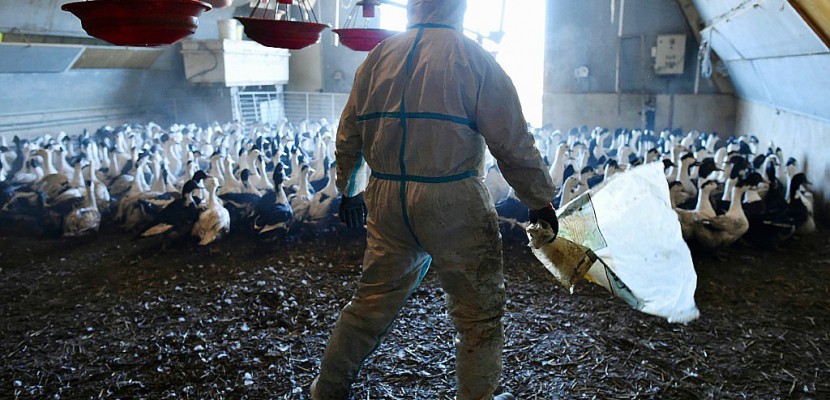 Grippe aviaire dans le Sud-Ouest: enquête ouverte à Paris