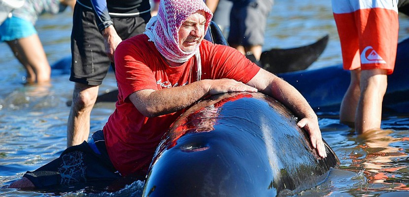 Nouvelle-Zélande: mobilisation pour empêcher des baleines de s'échouer