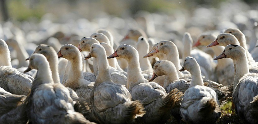 Grippe aviaire: tous les canards des Landes vont être abattus