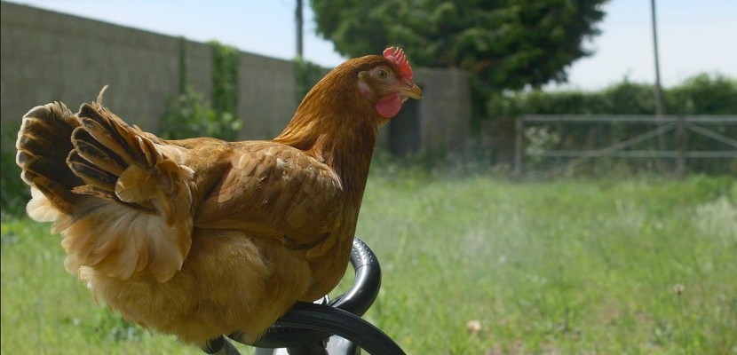 Denneville. [Vidéo] Une poule de Normandie star d'une web-série : elle est libre Paulette !