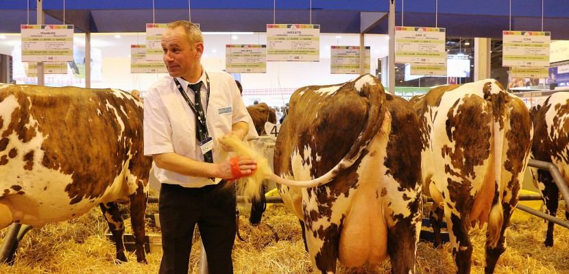 Caen. La Normandie au Salon de l'Agriculture : la préparation des vaches en images