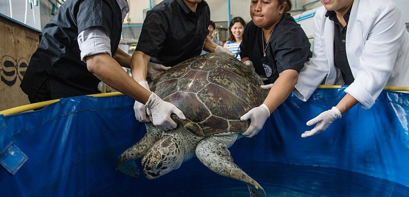Thaïlande: la tortue aux 915 pièces de monnaie réapprend à nager