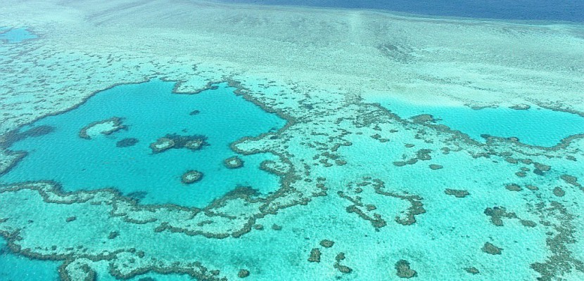 La Grande Barrière de corail pourrait ne jamais se remettre de son blanchissement
