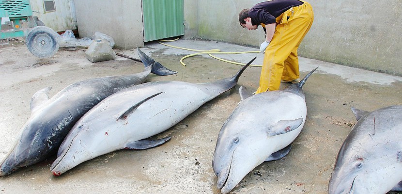 Saint-Vaast-la-Hougue. Manche : quatre dauphins retrouvés morts à Saint-Vaast la Hougue