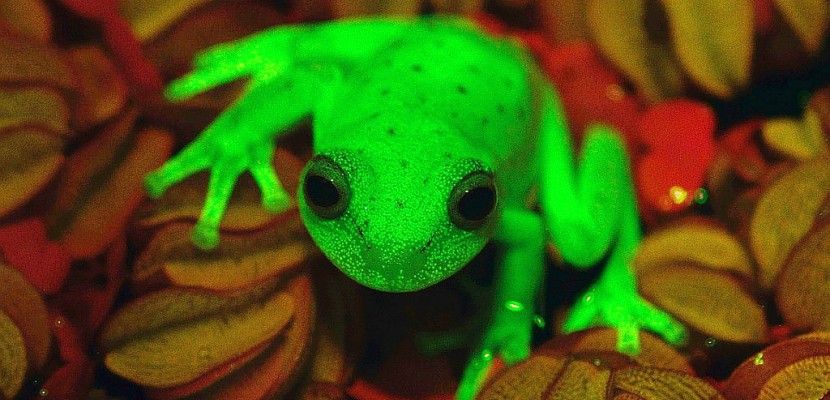 Une grenouille fluo qui révolutionne la connaissance sur la fluorescence