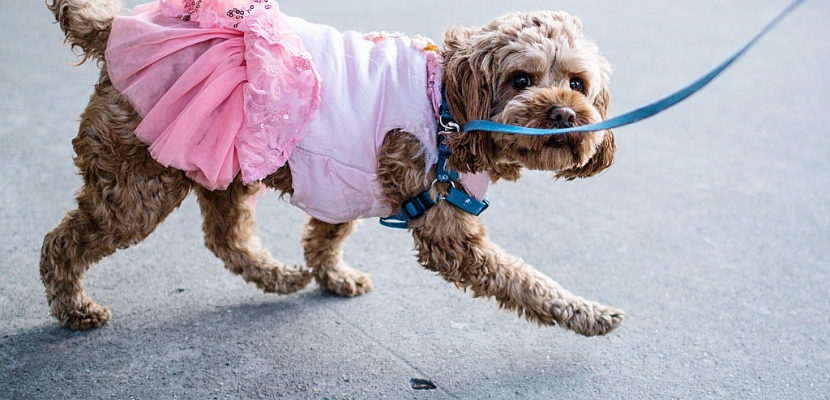 La mode canine s'empare des rues de Shanghai