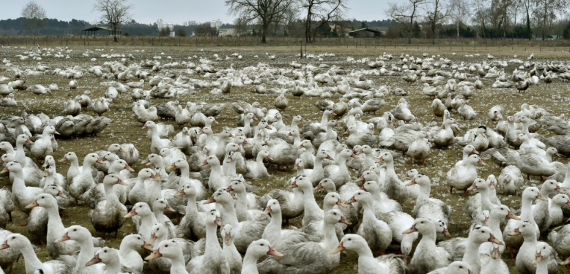 Grippe aviaire: 6 semaines de vide sanitaire dans le sud-ouest
