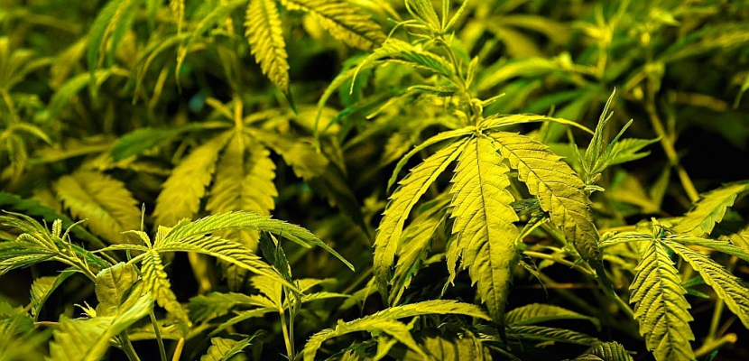 Uruguay: l'Etat va vendre du cannabis en pharmacies dès juillet