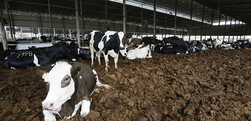 En Cisjordanie, les vaches génèrent une précieuse électricité