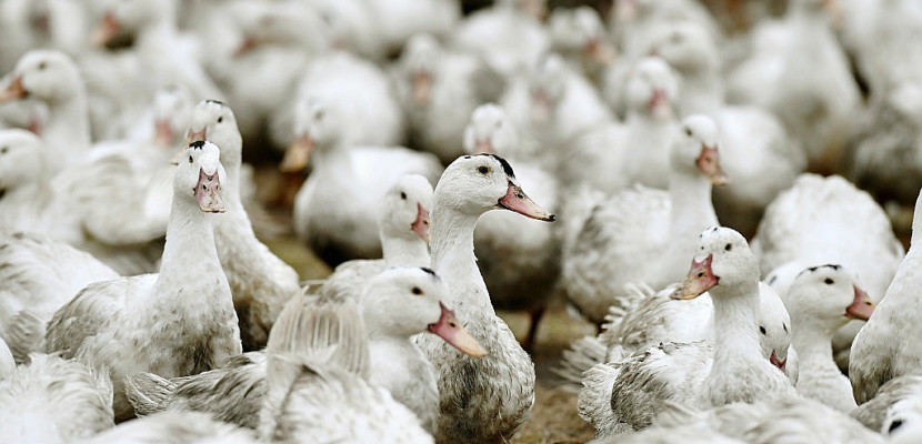 Grippe aviaire: "pacte" pour réformer les méthodes d'élevage et de transport